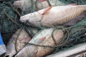 рынок в осташкове рыба. Смотреть фото рынок в осташкове рыба. Смотреть картинку рынок в осташкове рыба. Картинка про рынок в осташкове рыба. Фото рынок в осташкове рыба рынок в осташкове рыба. Смотреть фото рынок в осташкове рыба. Смотреть картинку рынок в осташкове рыба. Картинка про рынок в осташкове рыба. Фото рынок в осташкове рыба