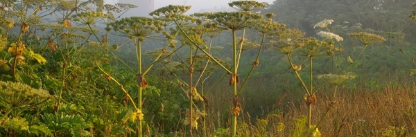 В Конаковском районе обнаружены заросли борщевика