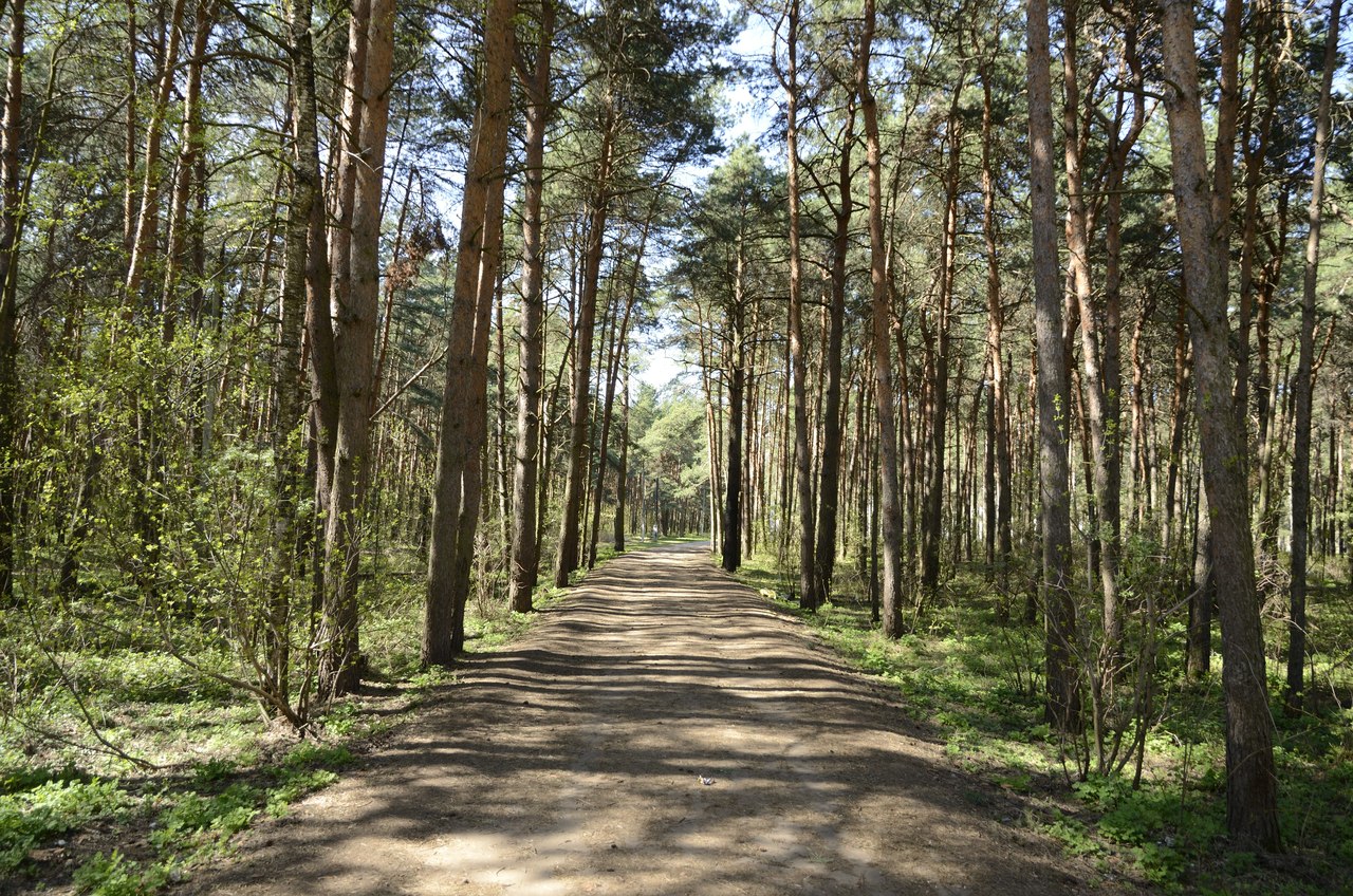 Бобачевская роща фото