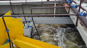 От тверской земли пахнет… свиньями