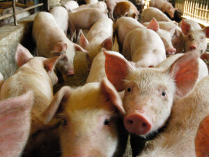 От тверской земли пахнет… свиньями