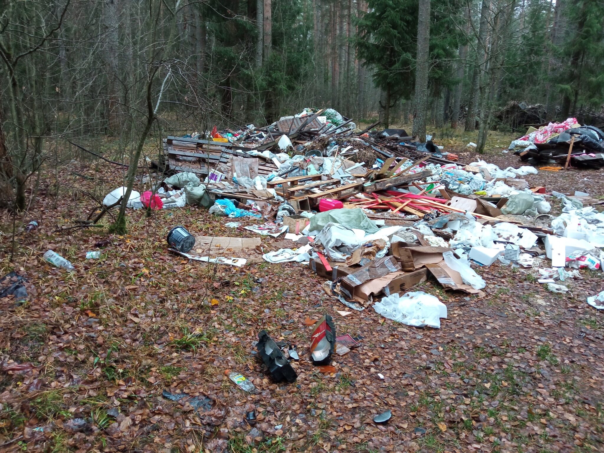 свалки мусора в лесу фото
