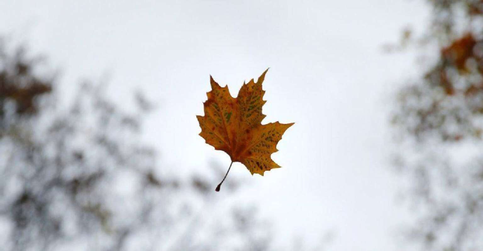 падают листья картинки