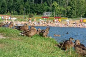 Купальщики под угрозой: чем опасны личинки, атакующие россиян в водоемах