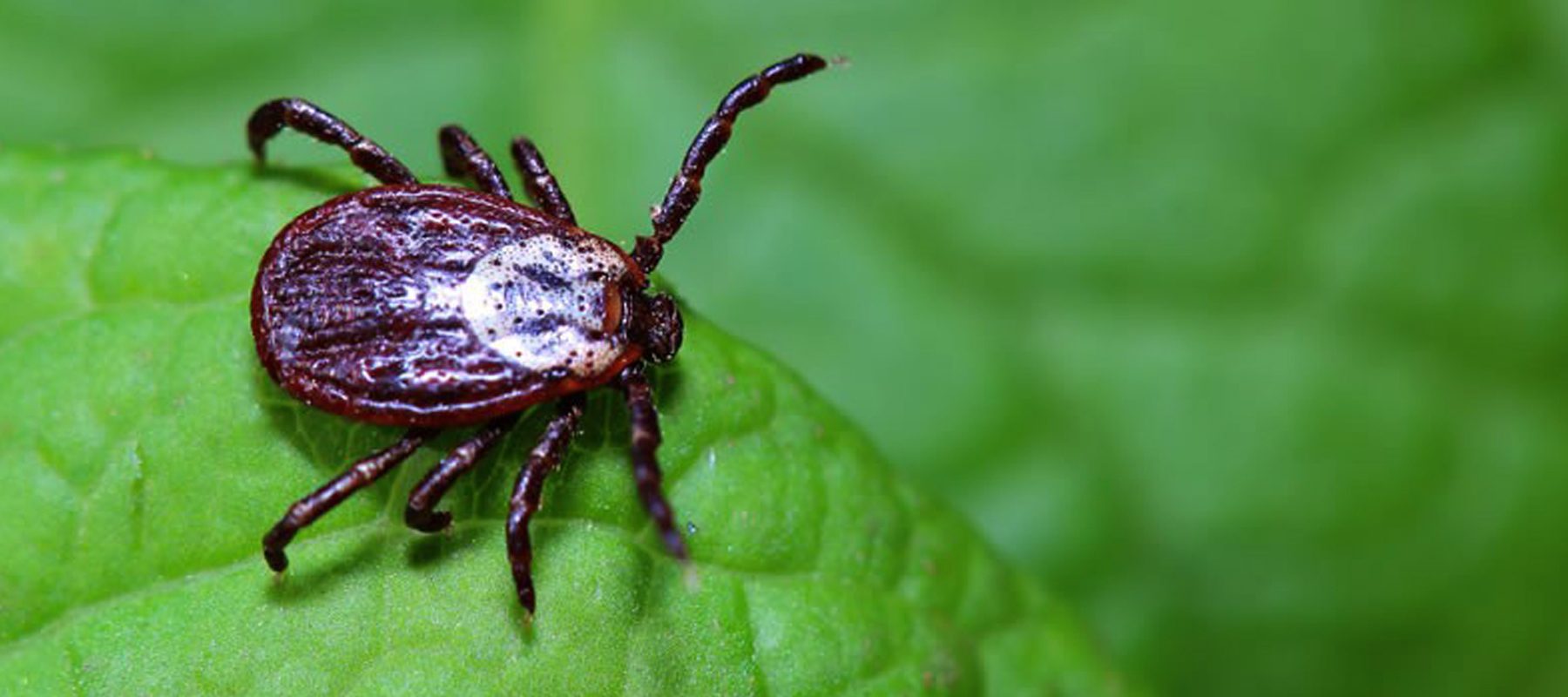 Укушенных клещами в Тверской области более 2,8 тысяч