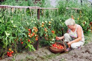 Дары природы: доедаем сезон