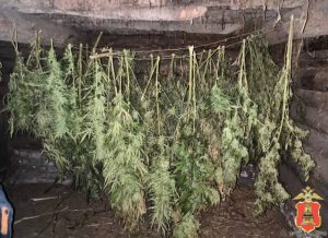 В Старицком районе задержали мужчину с 5 кг конопли