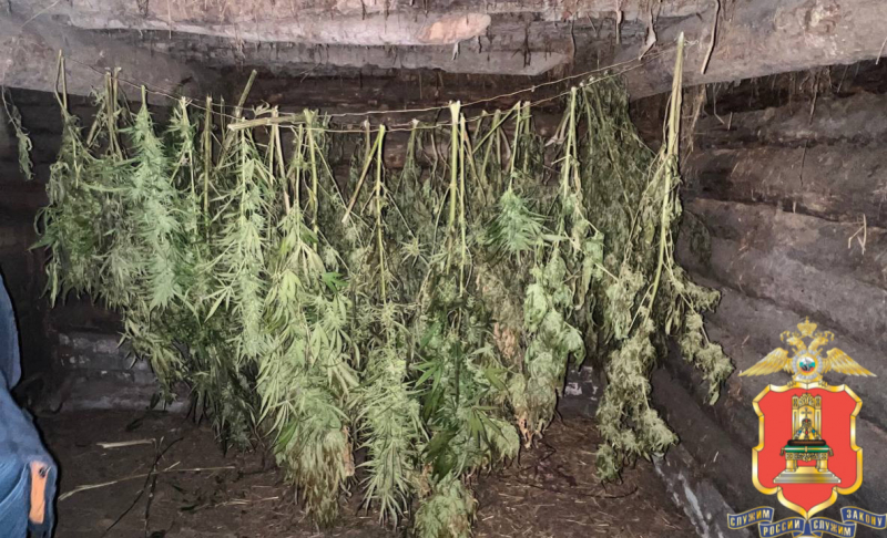 В Тверской области изъяли 35 кустов конопли с огорода