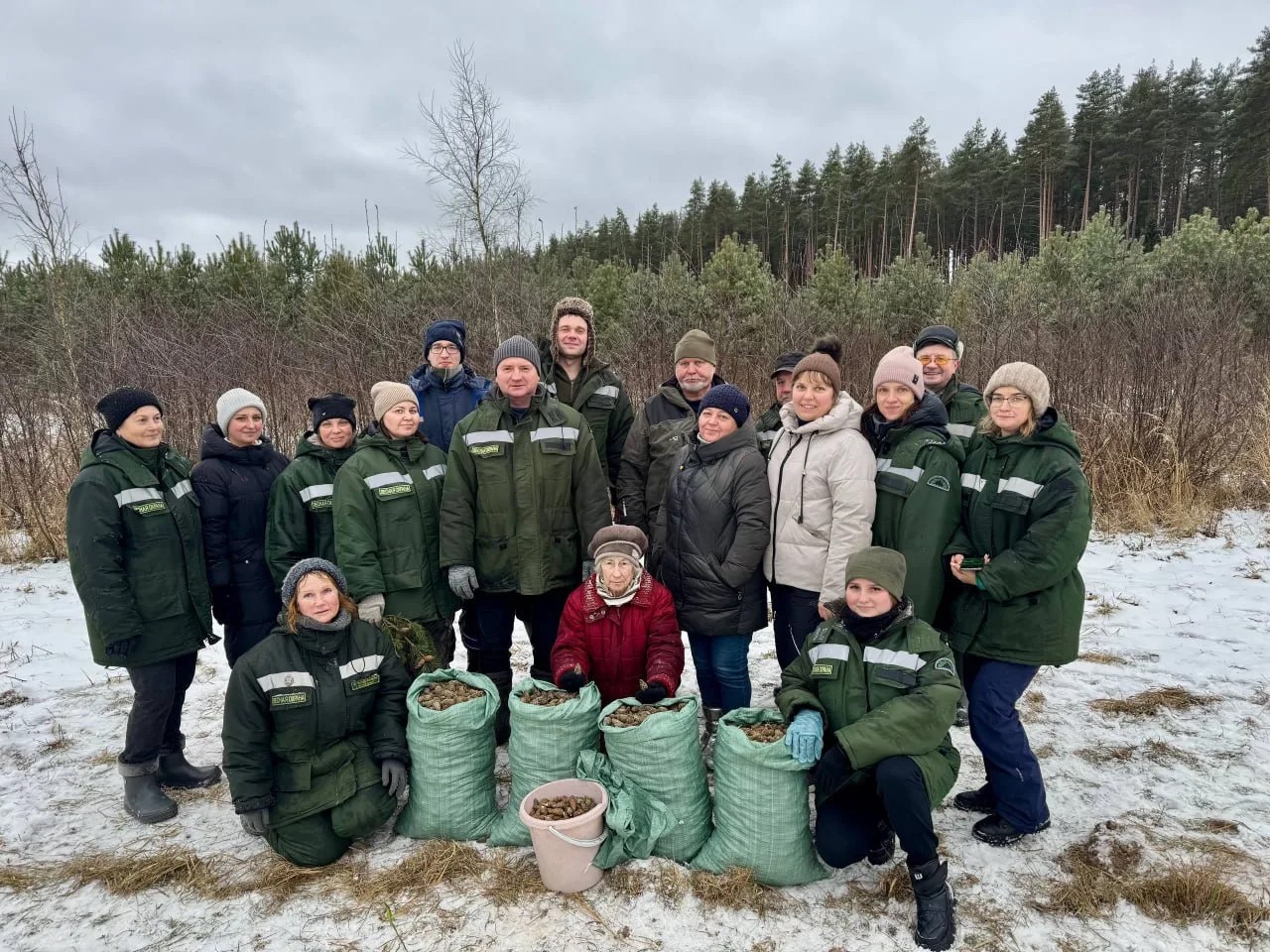 35,4 т шишек собрали для восстановления леса Верхневолжья