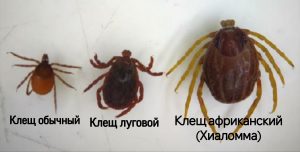 Тверская область может попасть в зону нашествия опасных клещей-мутантов