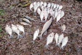 Житель Весьегонского округа попался на незаконной ловле рыбы