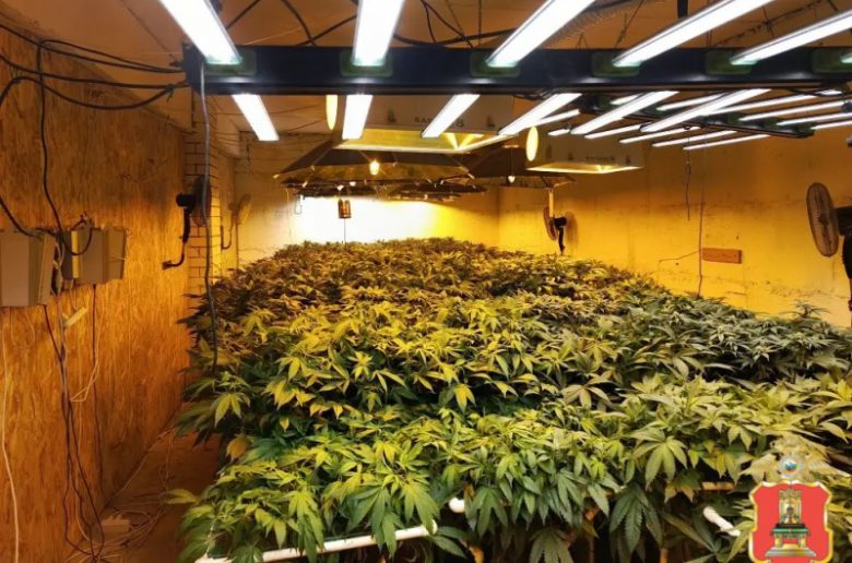 В Тверской области ликвидировали наркоферму с каннабисом