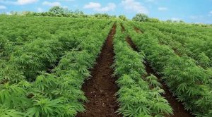 Криминал недели: теневая «медицина»