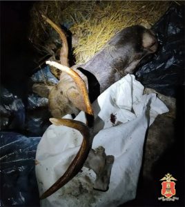 Житель Красного Холма застрелил лося и спрятал тушу в сарае